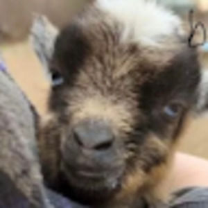 Meet your Posher, Harper